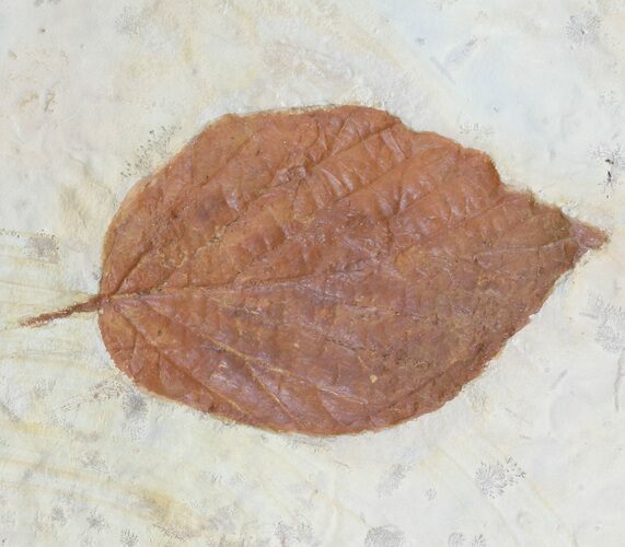 Fossil Leaf (Beringiaphyllum) - Montana #56199
